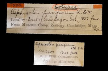 Media type: image;   Invertebrate Zoology OPH-767 Description: Original handwritten specimen labels;  Aspect: labels